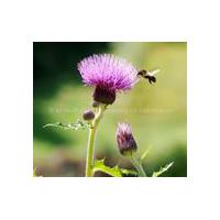 Large picture milk thistle P.E. Silymarin