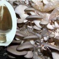 Large picture High purity pleurotus ostreatus extract