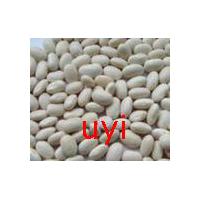 Large picture White Kidney Bean Extract powder
