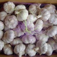 Large picture fresh garlic
