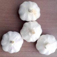 Large picture china organic garlic