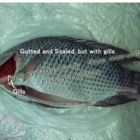 Large picture China Frozen Black Tilapia Fish Gutted and Scaled