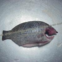 Large picture Tilapia Head-off, Gutted, Scaled, Tail-&Fins-off