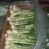Large picture spring onion