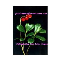 Large picture Lingonberry extract
