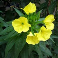 Large picture Oenothera biennis Extract