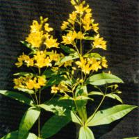 Large picture Lysimachia davurica extract