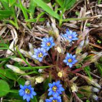 Large picture Gentiana scabra extract