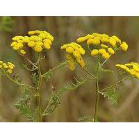 Large picture Tansy Oil