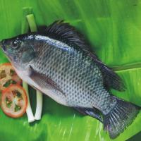 Large picture Tilapia fillet and whole round fish