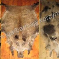 Large picture Wild boar skins