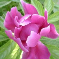 Large picture Paeonia lactiflora Pall Extract 4:1,10:1,