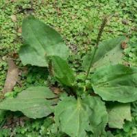 Large picture Plantago Herb Extract 10:1