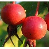 Large picture rose hip powder