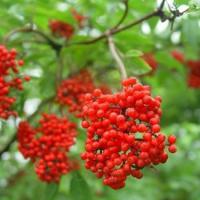 Large picture elderberry powder