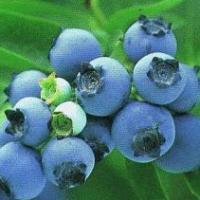 Large picture blueberry anthocyanin