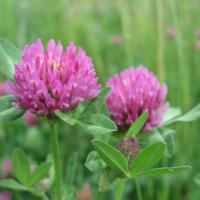 Large picture Red Clover extract40%