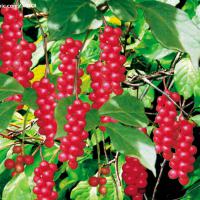 Large picture Schisandra Chinensis extract/