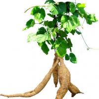 Large picture Kudzu Root Extract