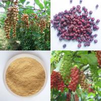Large picture Schisandra Extract