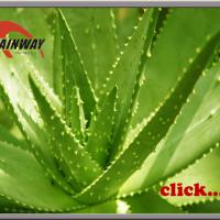 Large picture Aloe Extract
