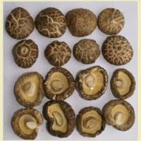 Large picture dried shiitake mushroom (PO-KU mushroom)