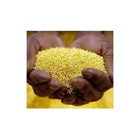 Large picture SELLER OF GOLD DUST AU 22 CARATS +