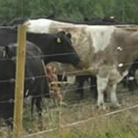 Large picture Cattle Fence