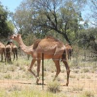 Large picture Camel Fence