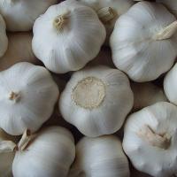 Large picture garlic products with competitive price