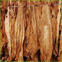 Large picture Tobacco