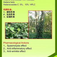 Large picture Ivy Extract,Hederacoside C