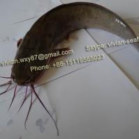 Large picture China Frozen Catfish (Clarias fuscus)