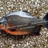 Large picture Frozen Red Pomfret/ Red Pacu