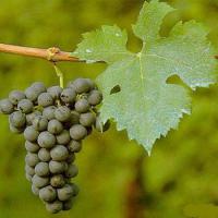 Large picture Grape Seed Extract (Grape Seed P.E GSE)