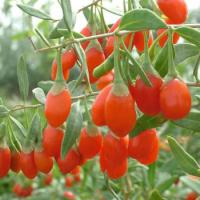 Large picture Goji Fruit Extract