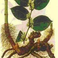 Large picture 20-50% Giant knotweed extract & Resveratrol