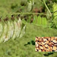 Large picture Astragalus Root Extract