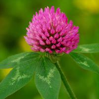 Large picture Red Clover extract