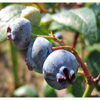 Large picture Bilberry extract