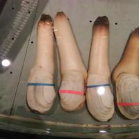 Large picture Geoduck Clam