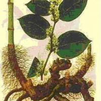 Large picture Giant knotweed extract & Resveratrol