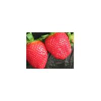 Large picture Strawberry extract