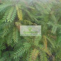 Large picture cassia plant