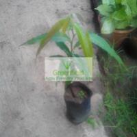 Large picture Aam deshi / mango plant