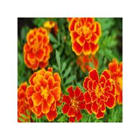 Large picture Marigold extract & Lutein