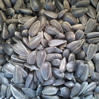 Large picture Large sunflower seeds