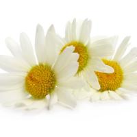 Large picture Chamomile Flower Extract