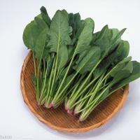 Large picture Supply Spinach Extract Powder