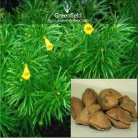 Large picture Kaner ornamental tree seeds ( Thevetia peruviana )